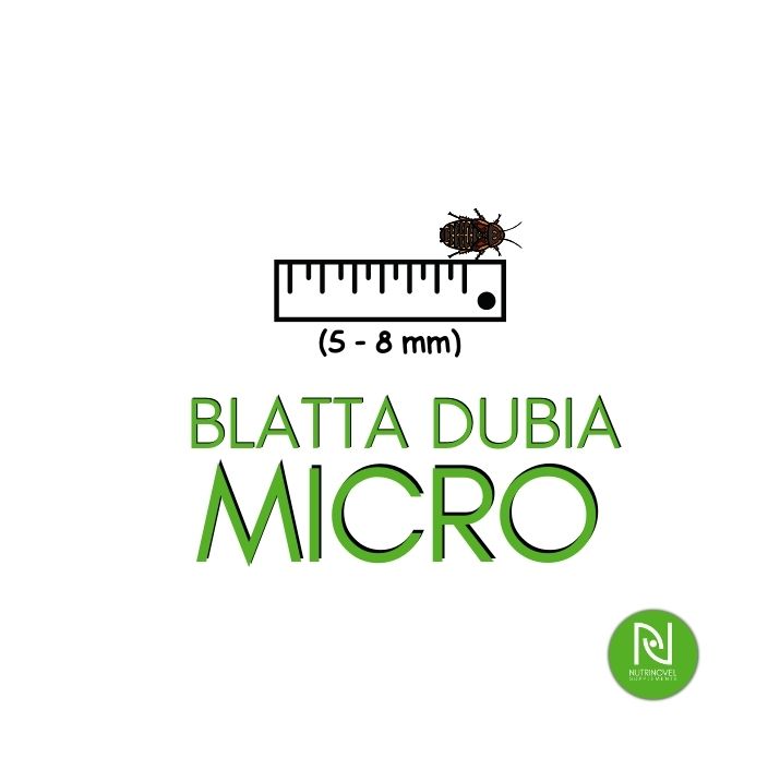 Blatte dubia MICRO | Insetti da pasto per insettivori