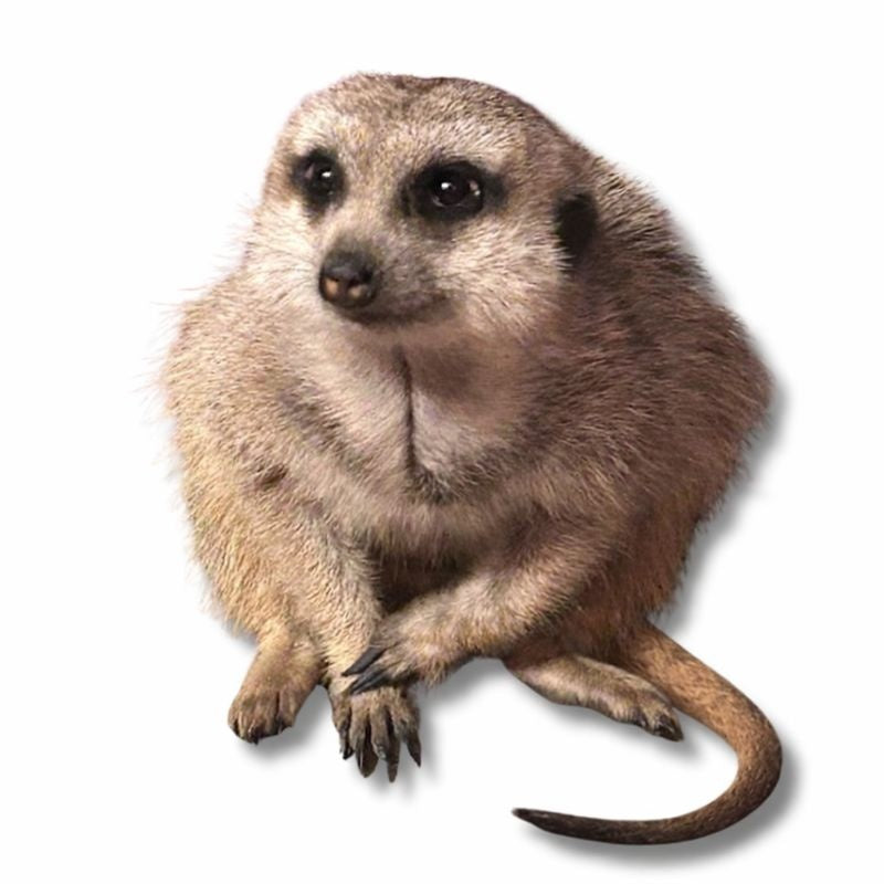 Mangime Complementare Vitamine & Minerali per Suricati